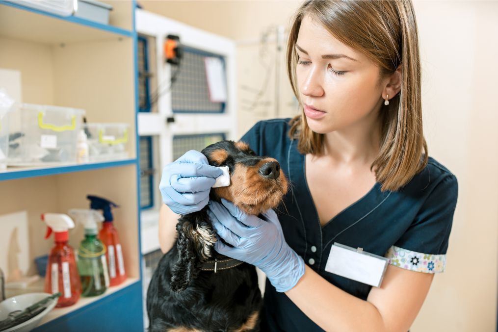 Graduação em Medicina Veterinária