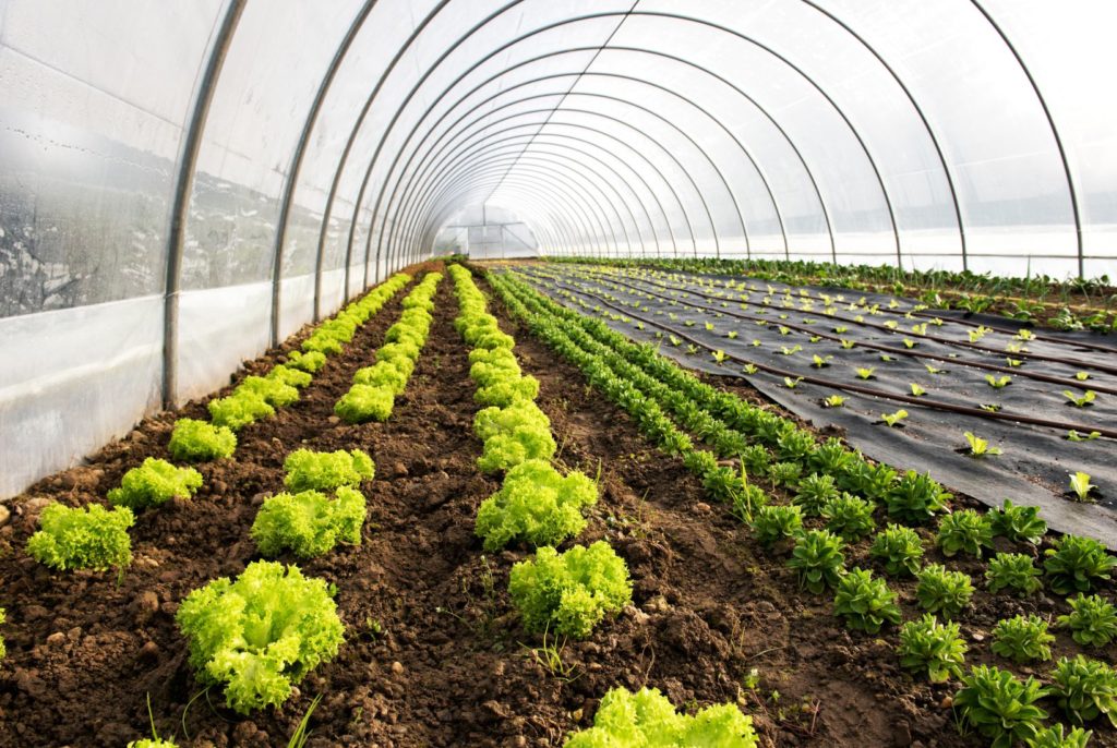 Graduação em Agronomia
